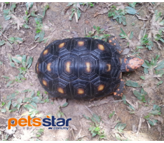 Cherryhead Tortoises